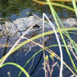 everglades visiter les everglades aller aux everglades alligator blog miami off road