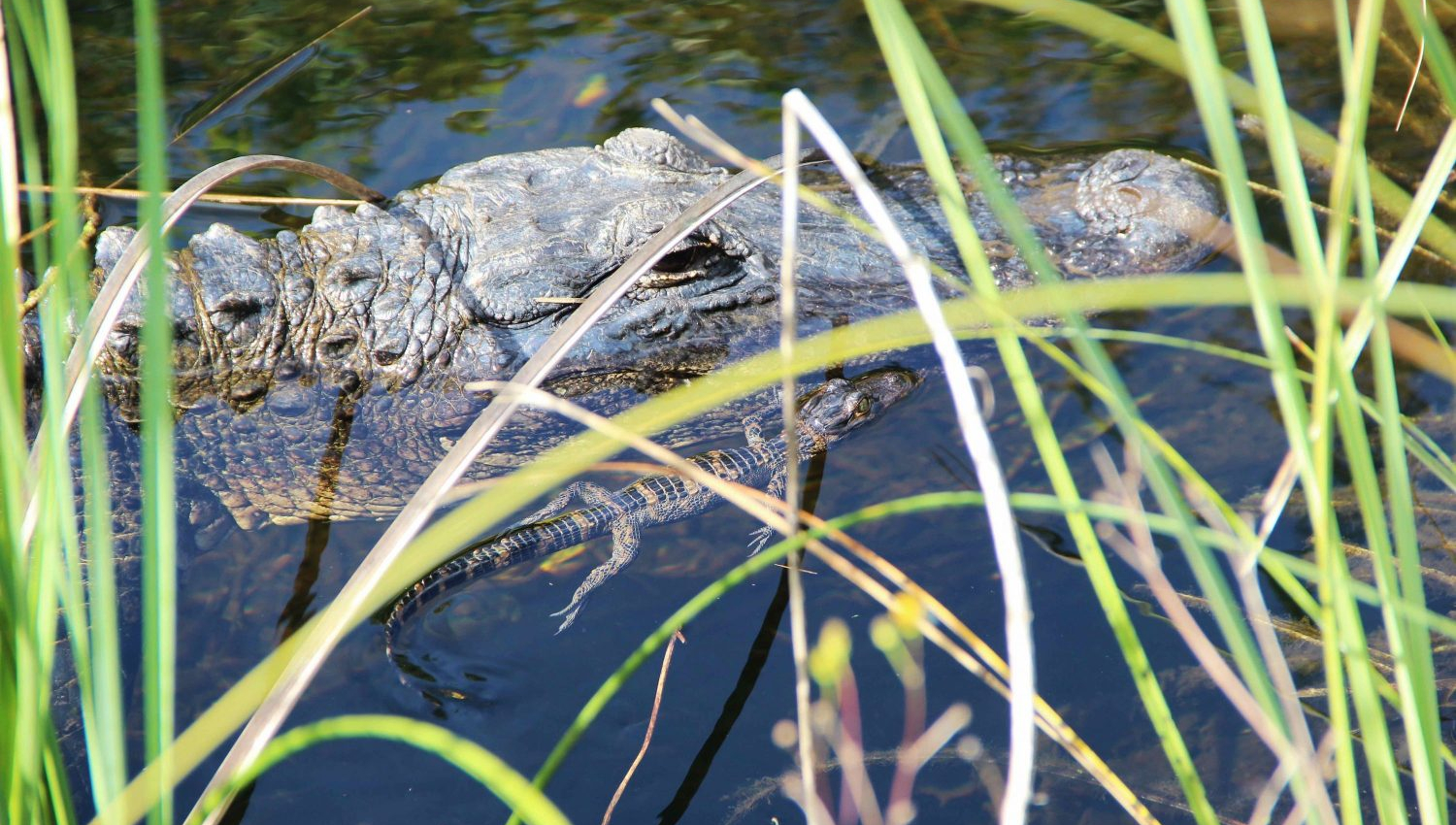 les everglades