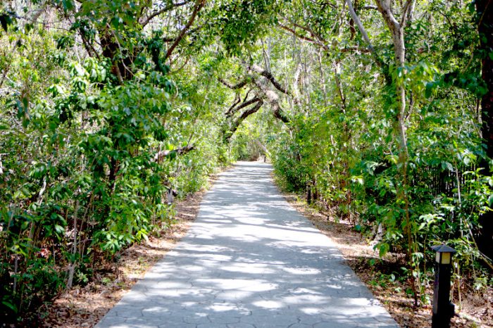 journée à Miami coconut grove foret hammock barnacle state park nature visiter miami en 1 journée escale à miami l'essentiel de Miami en 1 jour visiter miami en francais visite guidée de Miami bons plans à Miami miami off road