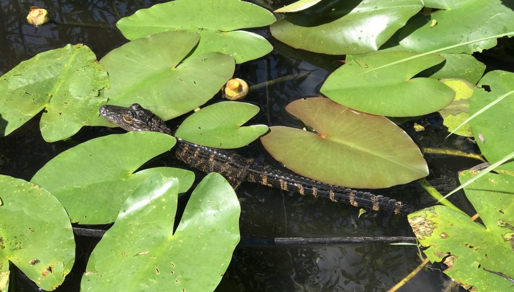 jeune alligator au milieu de nénuphars dans les Everglades. Une rencontre à faire avec les guides de Miami Off Road
