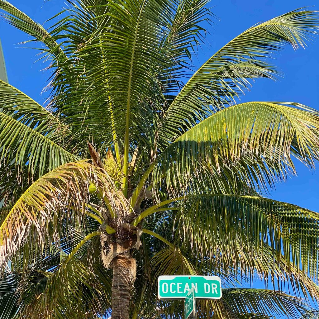 palmier ocean drive - chasse aux trésors - miami off road
